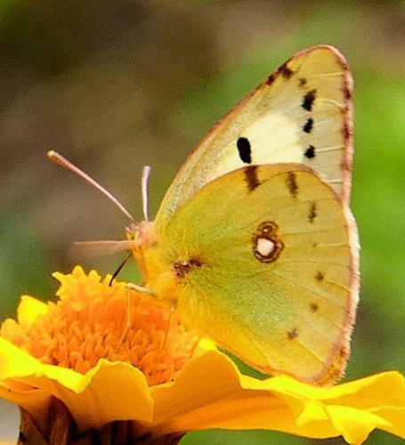 Colias sp.